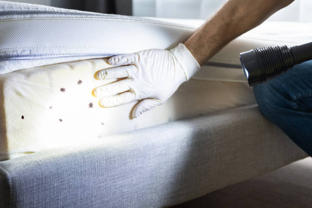 Best Pest Removal Services  in Cumberland Head, NY