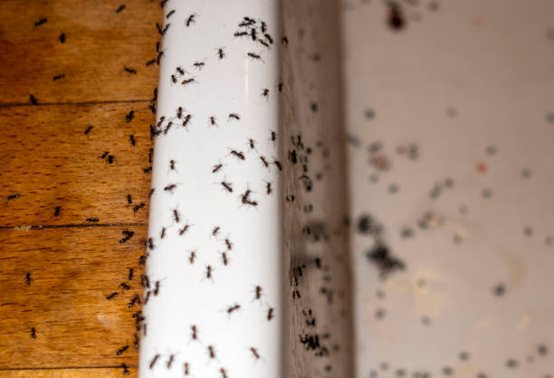 Professional Pest Control in Cumberland Head, NY