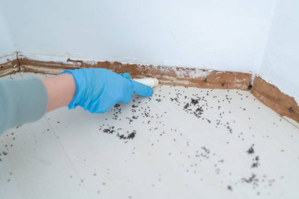Best Mosquito Control Services  in Cumberland Head, NY