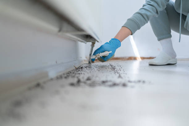 Best Exterminator Services  in Cumberland Head, NY